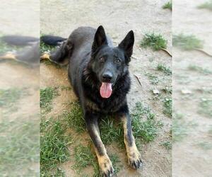 German Shepherd Dog-Unknown Mix Dogs for adoption in Riverside, CA, USA