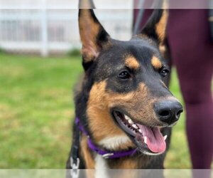Australian Kelpie-Unknown Mix Dogs for adoption in San Clemente, CA, USA