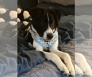 Border Collie-Unknown Mix Dogs for adoption in Westminster, MD, USA