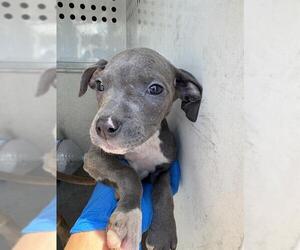 American Pit Bull Terrier Dogs for adoption in Stockton, CA, USA