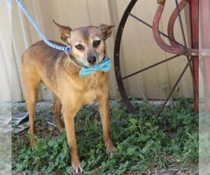 Beagle-Chihuahua Mix Dogs for adoption in Bandera, TX, USA