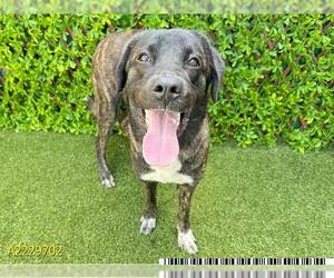 Anatolian Shepherd-Unknown Mix Dogs for adoption in West Palm Beach, FL, USA