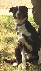 Border Collie Dogs for adoption in Amarillo, TX, USA