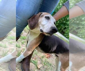 Treeing Walker Coonhound Dogs for adoption in Saugatuck, MI, USA