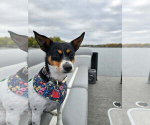 Mutt Dogs for adoption in Farmington, MN, USA