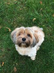 Shih Tzu-Unknown Mix Dogs for adoption in dartmouth, MA, USA
