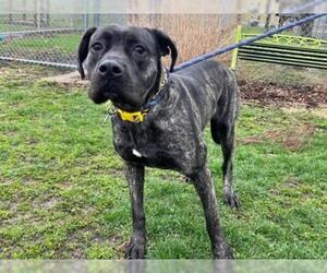 Mastiff Dogs for adoption in Decatur, IL, USA