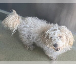 Poodle (Miniature)-Unknown Mix Dogs for adoption in San Martin, CA, USA
