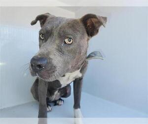 Staffordshire Bull Terrier-Unknown Mix Dogs for adoption in Houston, TX, USA