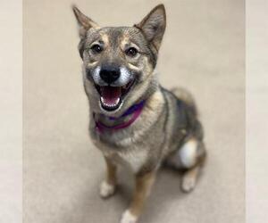 Swedish Vallhund Dogs for adoption in Aurora, CO, USA