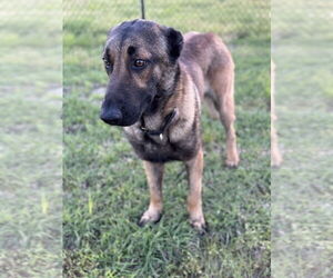 German Shepherd Dog Dogs for adoption in Royse City , TX, USA