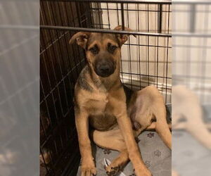 Doberman Pinscher-German Shepherd Dog Mix Dogs for adoption in danville, CA, USA