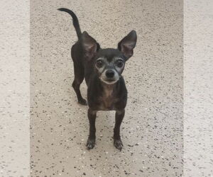 Chihuahua Dogs for adoption in York, SC, USA
