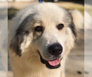 Great Pyrenees-Unknown Mix Dogs for adoption in Silver Spring, MD, USA