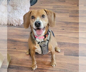 Beagle Dogs for adoption in Las Vegas, NV, USA