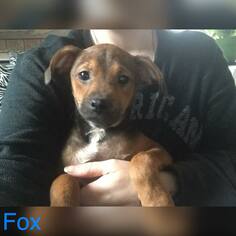 Medium Photo #1 Boxer Puppy For Sale in Lewistown, PA, USA