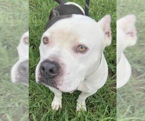 Bullypit Dogs for adoption in Peachtree City, GA, USA