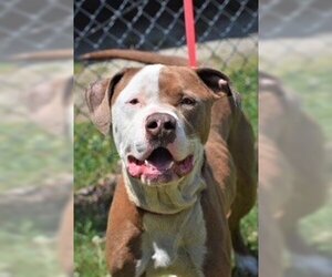 Bulloxer Dogs for adoption in Rowayton, CT, USA