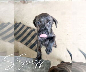 American Pit Bull Terrier-Unknown Mix Dogs for adoption in Germantown, OH, USA