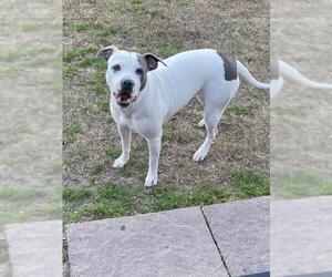 American Pit Bull Terrier-Unknown Mix Dogs for adoption in Thorndale, TX, USA