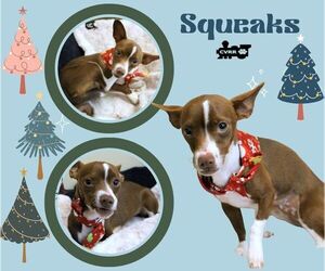 Rat Terrier-Unknown Mix Dogs for adoption in Lindsay, CA, USA