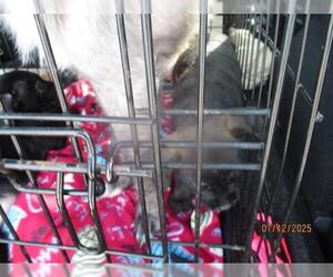 Labrador Retriever-Unknown Mix Dogs for adoption in Oklahoma City, OK, USA