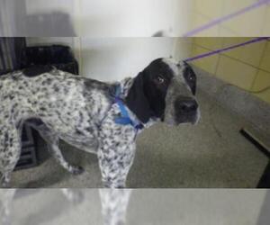 German Shorthaired Pointer Dogs for adoption in Fruit Heights, UT, USA