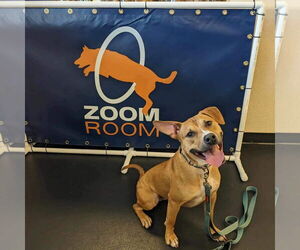 Labrador Retriever-Unknown Mix Dogs for adoption in Greensboro, NC, USA