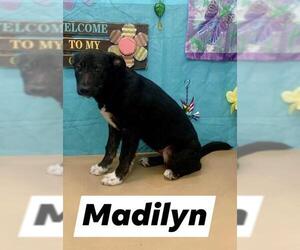 Medium Photo #1 Shepradors Puppy For Sale in Pembroke, GA, USA