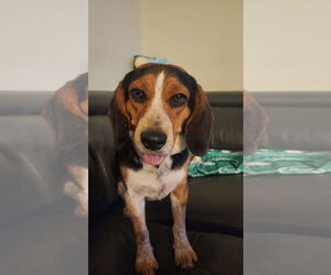 Beagle Dogs for adoption in Tampa, FL, USA