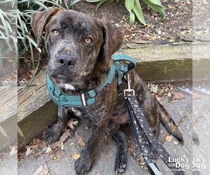 Basset Hound-Unknown Mix Dogs for adoption in Washington, DC, USA