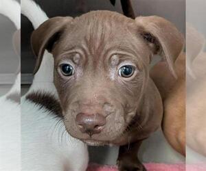 American Pit Bull Terrier-Unknown Mix Dogs for adoption in Sacramento, CA, USA