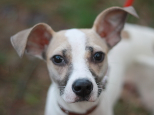 Small Jack Russell Terrier-Whippet Mix