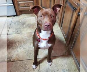 American Pit Bull Terrier-Unknown Mix Dogs for adoption in Boston, MA, USA