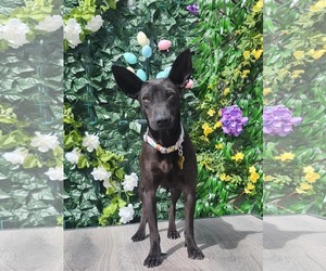 Mutt Dogs for adoption in Sandy, UT, USA