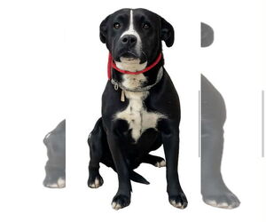 American Pit Bull Terrier-Chihuahua Mix Dogs for adoption in Mouth Of Wilson, VA, USA
