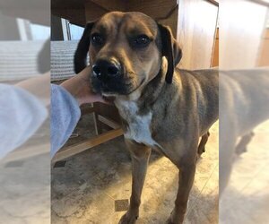 Mountain Cur-Unknown Mix Dogs for adoption in Wichita, KS, USA