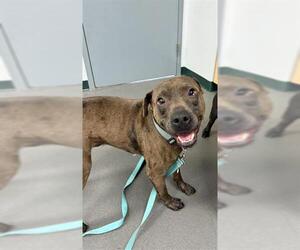 American Pit Bull Terrier-Unknown Mix Dogs for adoption in Corpus Christi, TX, USA