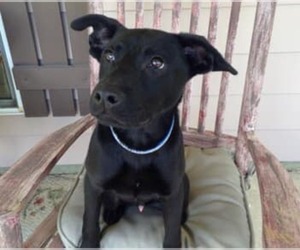 Mutt Dogs for adoption in Brighton, TN, USA