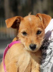 Cairn Terrier-Unknown Mix Dogs for adoption in Yardley, PA, USA