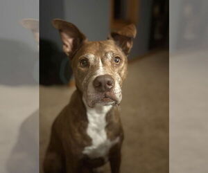 American Pit Bull Terrier Dogs for adoption in St. Cloud, MN, USA