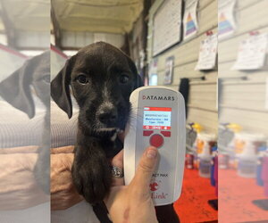 Labrador Retriever-Unknown Mix Dogs for adoption in Foristell, MO, USA