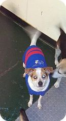 Medium Photo #1 Beagle-Unknown Mix Puppy For Sale in Kansas City, MO, USA