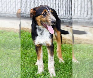 Mutt Dogs for adoption in Evansville, IN, USA