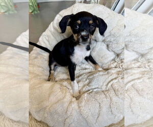Chihuahua-Parson Russell Terrier Mix Dogs for adoption in Santa Clara, CA, USA