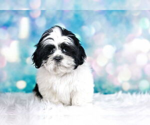 Shih Tzu Dogs for adoption in Decatur, IL, USA