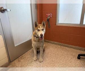 Siberian Husky Dogs for adoption in Pueblo, CO, USA