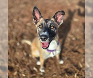 Mutt Dogs for adoption in Denver, CO, USA