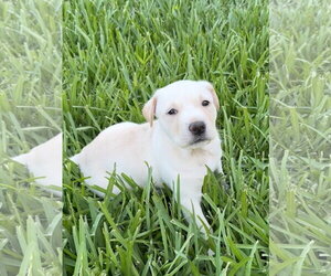 Labrador Retriever-Unknown Mix Dogs for adoption in The Woodlands, TX, USA