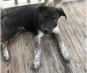 Mutt Dogs for adoption in San Antonio, TX, USA